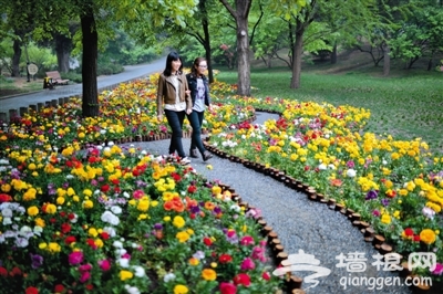 2014香山山花节4月17日开幕 花卉品种历届最多