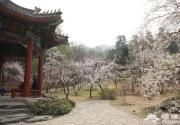 五一香山去赏花 2014北京香山公园山花节
