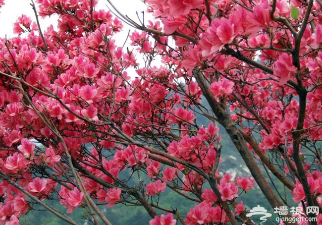 云蒙山杜鹃花 姹紫嫣红又一春
