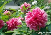 五一京郊游：踏青 赏花 采摘