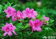 京郊云蒙山杜鹃花 姹紫嫣红又一春