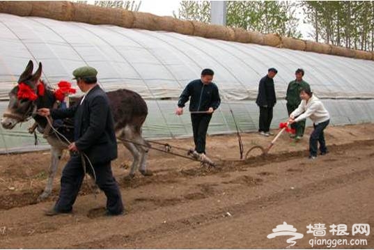 2014蟹岛农耕节开幕[墙根网]