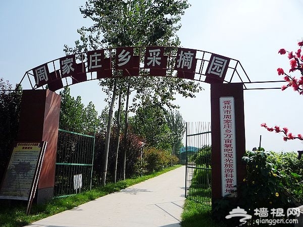 盘点石家庄周边樱桃采摘园[墙根网]