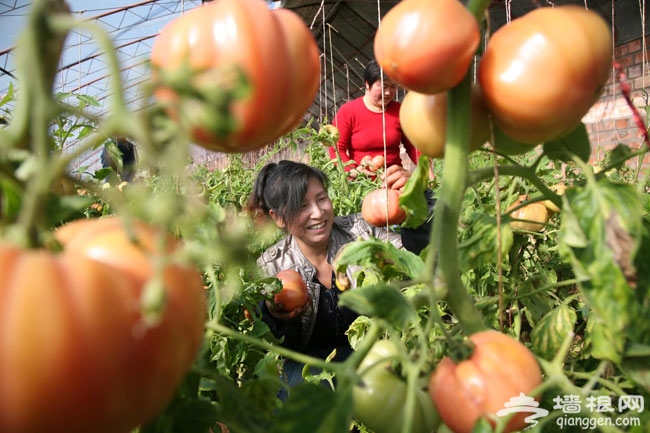 金福艺农番茄联合国 绿色食品新鲜采摘