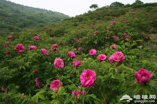 2014五一端午京郊游 北京门头沟旅游区特色活动