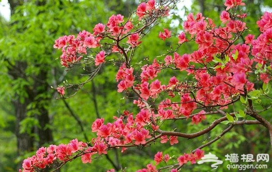 2014河南汝阳杜鹃花节