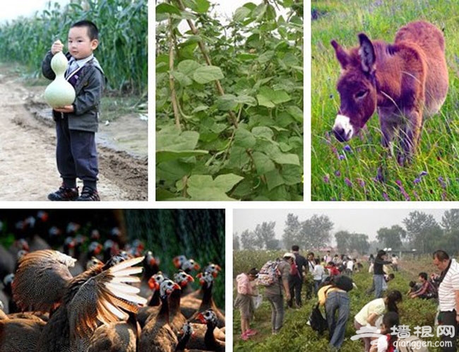 2014北京周末带孩子去哪玩 京郊10大农场亲子游体验农耕文化