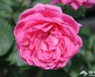 2014北京哪里赏月季花 北京观赏月季花的好地方