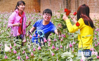 顺义北务镇推出玫瑰花采摘项目