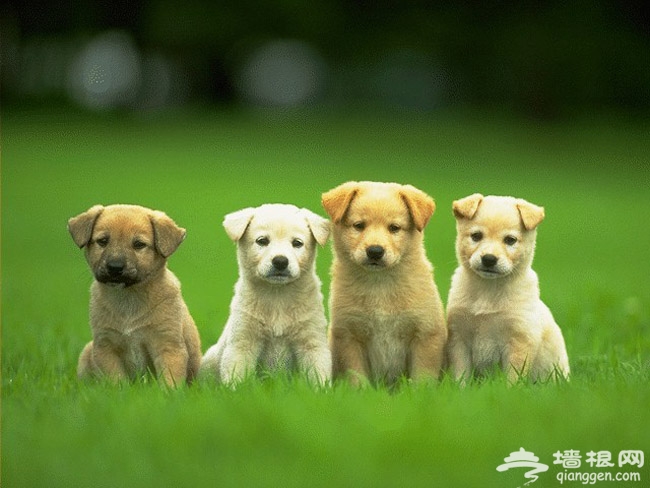 带着宠物去旅游 北京可以带狗狗玩的地方大集合！
