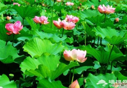 2014西湖荷花节6月24日开幕