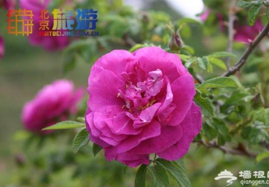 2014妙峰山高山玫瑰节