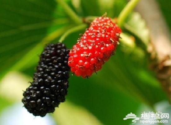 2014安定桑葚文化节[墙根网]