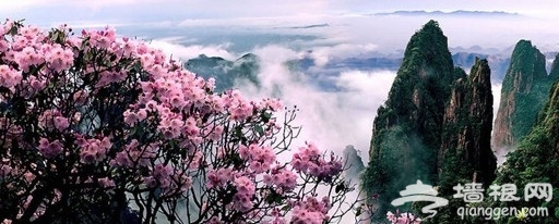 2014莽山杜鹃花节游客流连忘返 花期持续3个多月