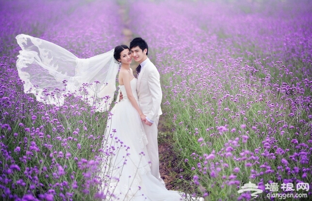 夏季赏薰衣草去哪 2014成都安仁薰衣草节时间、地点、门票[墙根网]