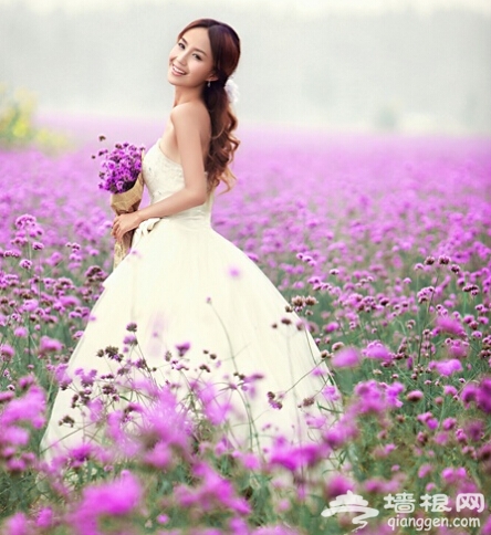 夏季赏薰衣草去哪 2014成都安仁薰衣草节时间、地点、门票[墙根网]