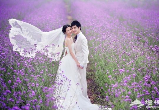 夏季赏薰衣草去哪 2014成都安仁薰衣草节时间、地点、门票