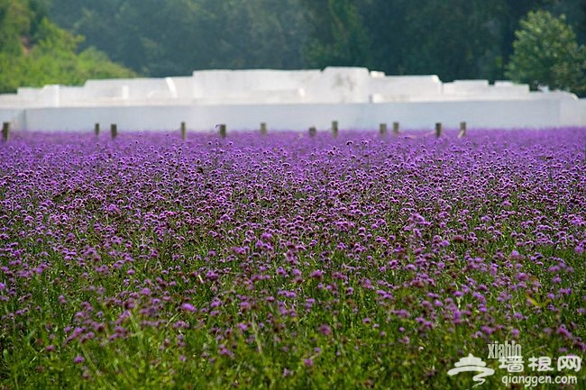 紫海香堤香草艺术庄园 闻香识色浪漫之约