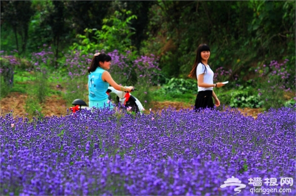 洛阳周边薰衣草盛开 孟津县麻屯镇龙兴花田薰衣草[墙根网]