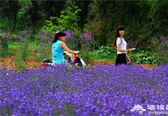 洛阳周边薰衣草盛开 孟津县麻屯镇龙兴花田薰衣草