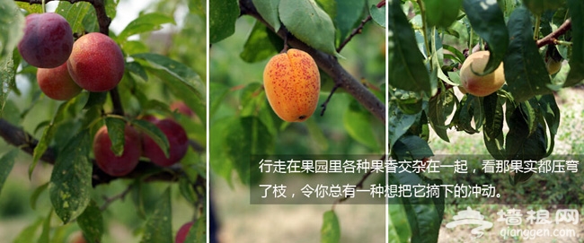 暑假北京去哪玩儿 怀柔清寓庄园露营聚餐烧烤自驾游