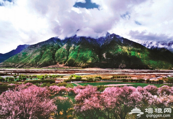 2014林芝杜鹃花时间、最佳观赏地及林芝杜鹃花赏花攻略[墙根网]