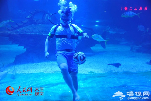 首届“海底足球赛”在天津海昌极地海洋世界举行[墙根网]
