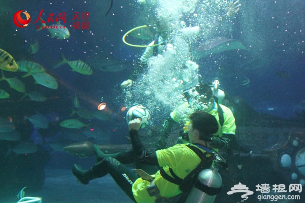 首届“海底足球赛”在天津海昌极地海洋世界举行[墙根网]