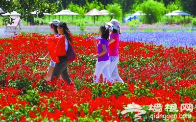 密云县太师屯镇车道峪村 七色六月菊 花海新景观
