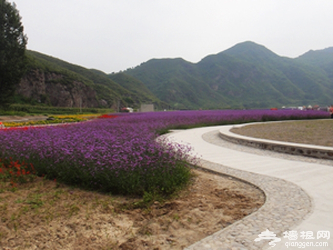 太师屯镇车道峪村 甘薯粉丝们的福地 