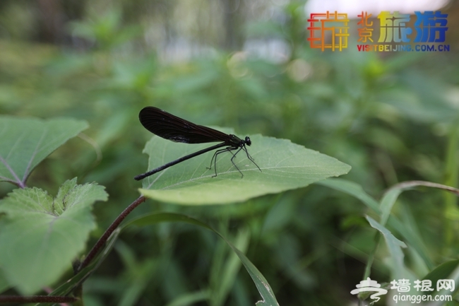 2014京郊夏日避暑自驾游 周末自驾密云北庄