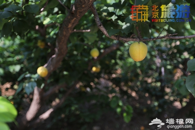 2014京郊夏日避暑自驾游 周末自驾密云北庄