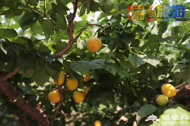 2014京郊夏日避暑自驾游 周末自驾密云北庄
