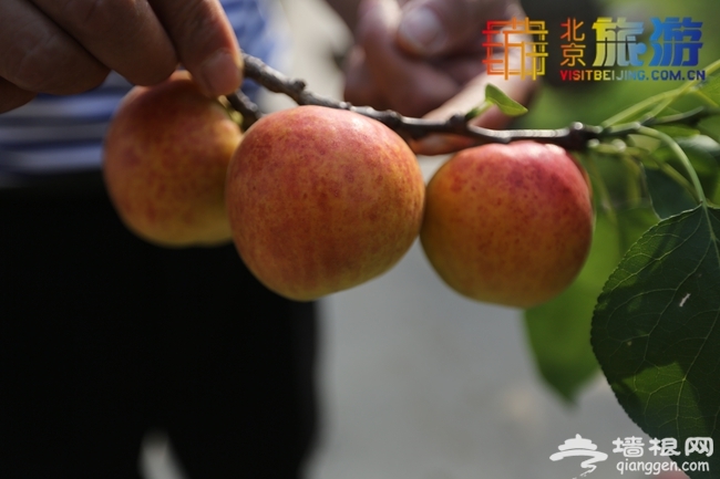 2014京郊夏日避暑自驾游 周末自驾密云北庄
