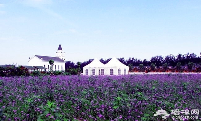 2014七夕节最浪漫的约会场所 蓝调薰衣草庄园满满的紫色浪漫