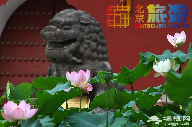 2014北京赏荷花好地方 景山公园第七届荷花艺术展