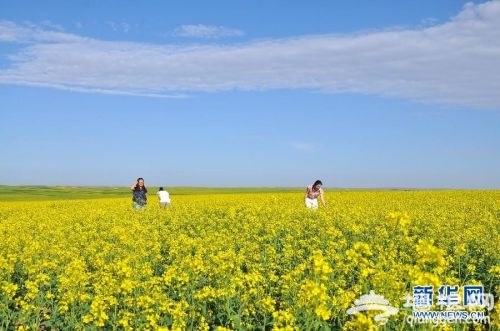 盛夏时节 乌拉特中旗草原油菜盛开吸引游客