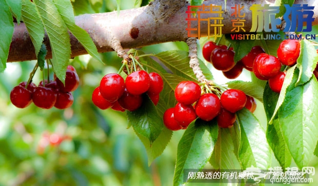 蔡家洼观光工业园区——在京郊DIY美食盛宴