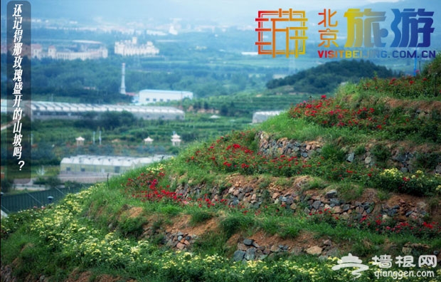 京郊玫瑰情园&mdash;&mdash;这里有爱情也有你