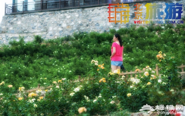 京郊玫瑰情园&mdash;&mdash;这里有爱情也有你