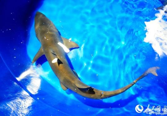 6尾沙虎鲨落户北京海洋馆 国庆前夕将与观众见面