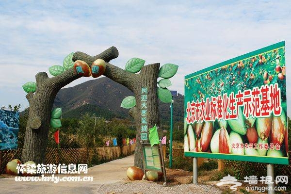 北京中秋采摘好去处 桥梓欢乐九月行[墙根网]
