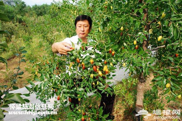 北京中秋采摘好去处 桥梓欢乐九月行[墙根网]