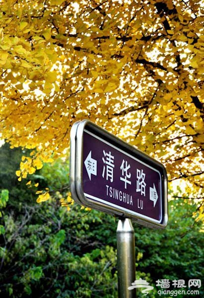 从二环到香山 北京秋天银杏观赏全攻略