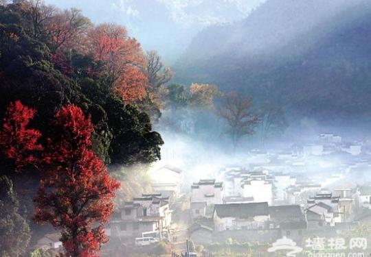 婺源红叶最佳观赏地 婺源赏红叶全攻略