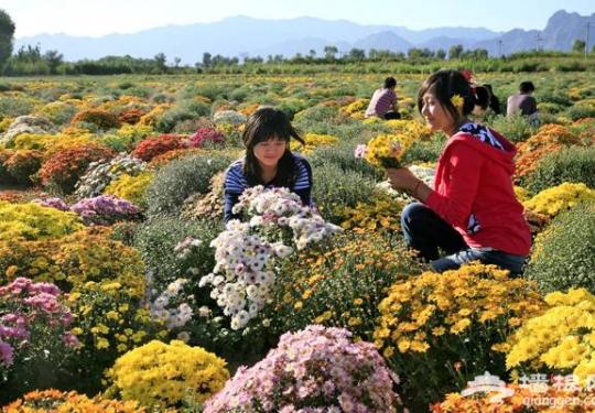 北京延庆秋天旅游好玩的地方 美丽延庆舞动浪漫金秋