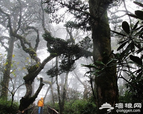 拨开迷雾见美景探秘“中国百慕大”黑竹沟