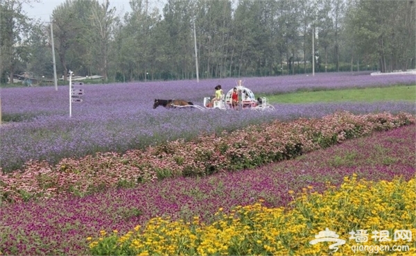 洛阳薰衣草庄园在哪?洛阳薰衣草庄园游玩攻略[墙根网]