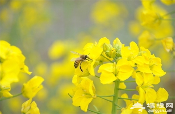 2014大连首届油菜花节明天开幕[墙根网]