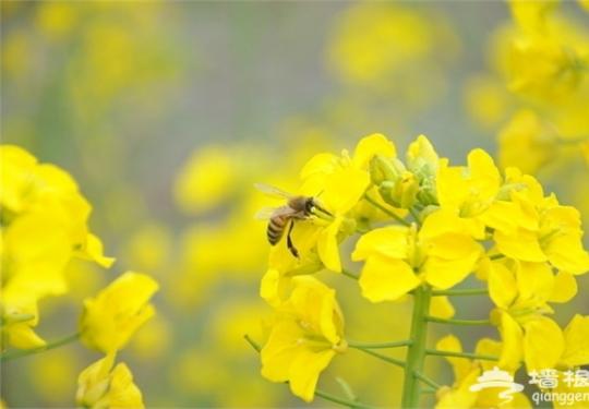 2014大连首届油菜花节明天开幕